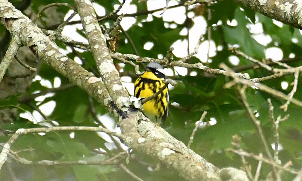 Magnolia Warbler - ML619307093