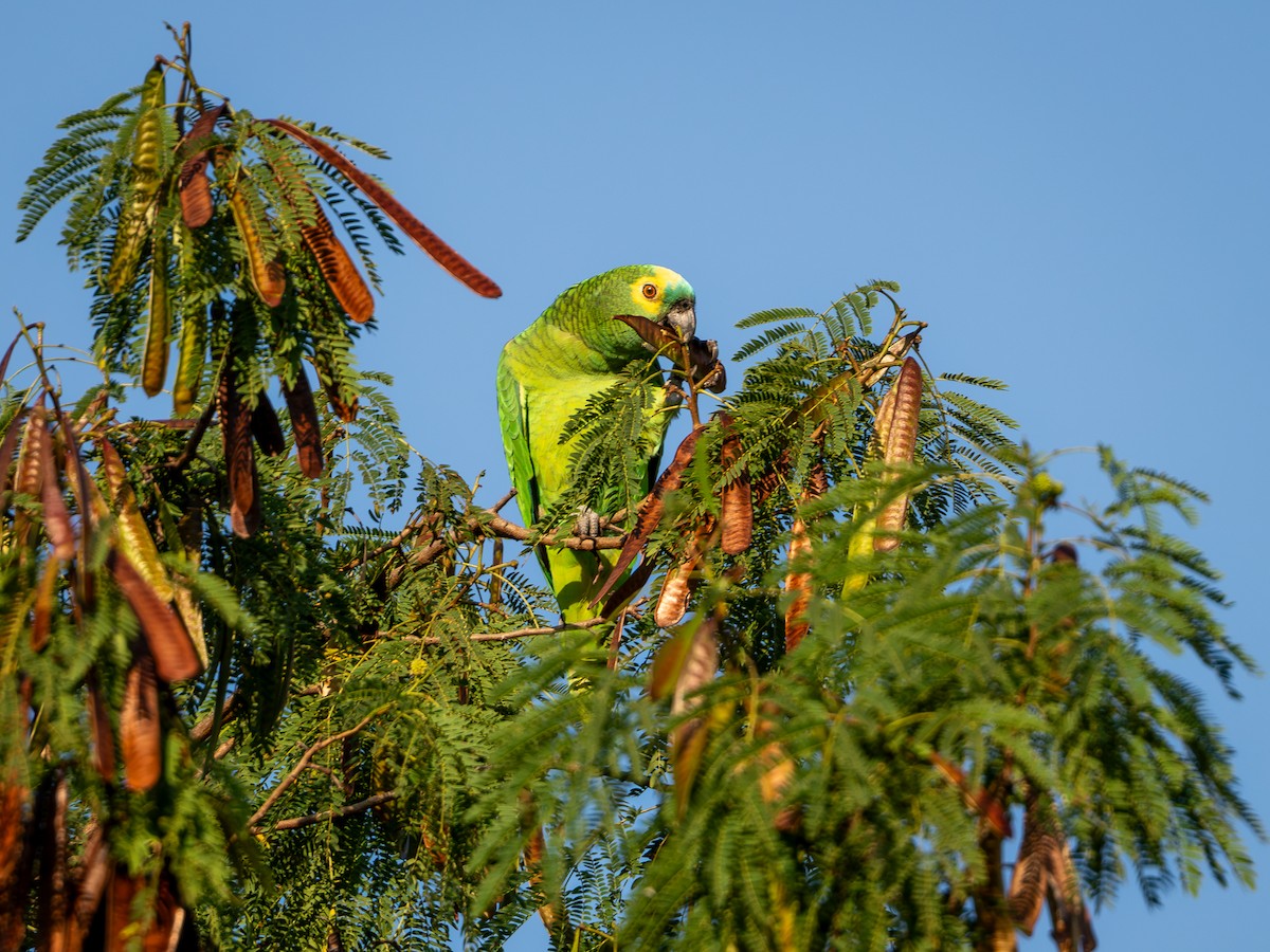 Turquoise-fronted Parrot - Vitor Rolf Laubé
