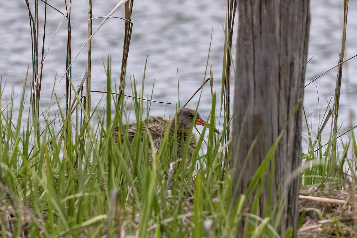 Clapper Rail - ML619307098