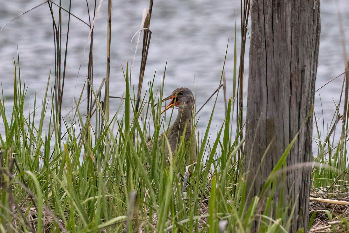 Clapper Rail - ML619307099