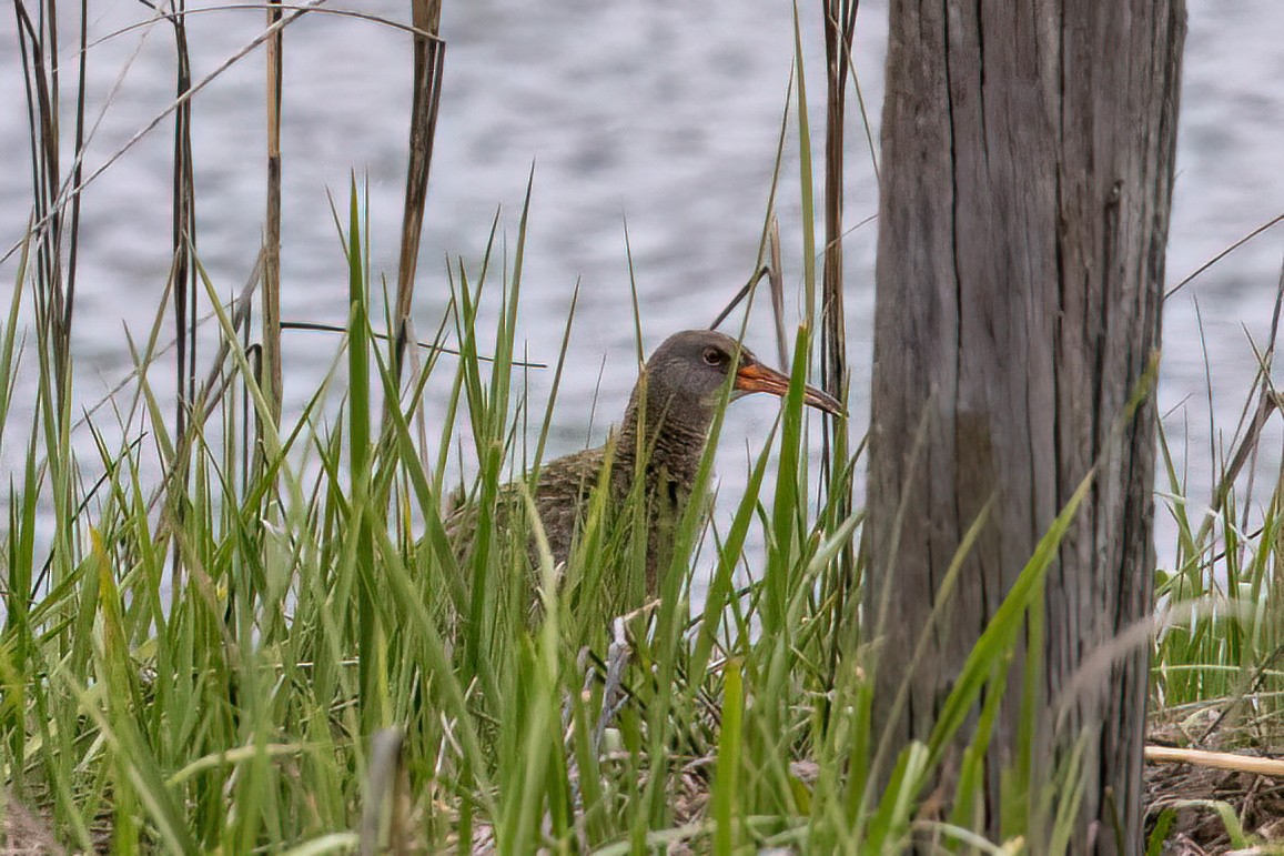 Clapper Rail - Joshua Malbin