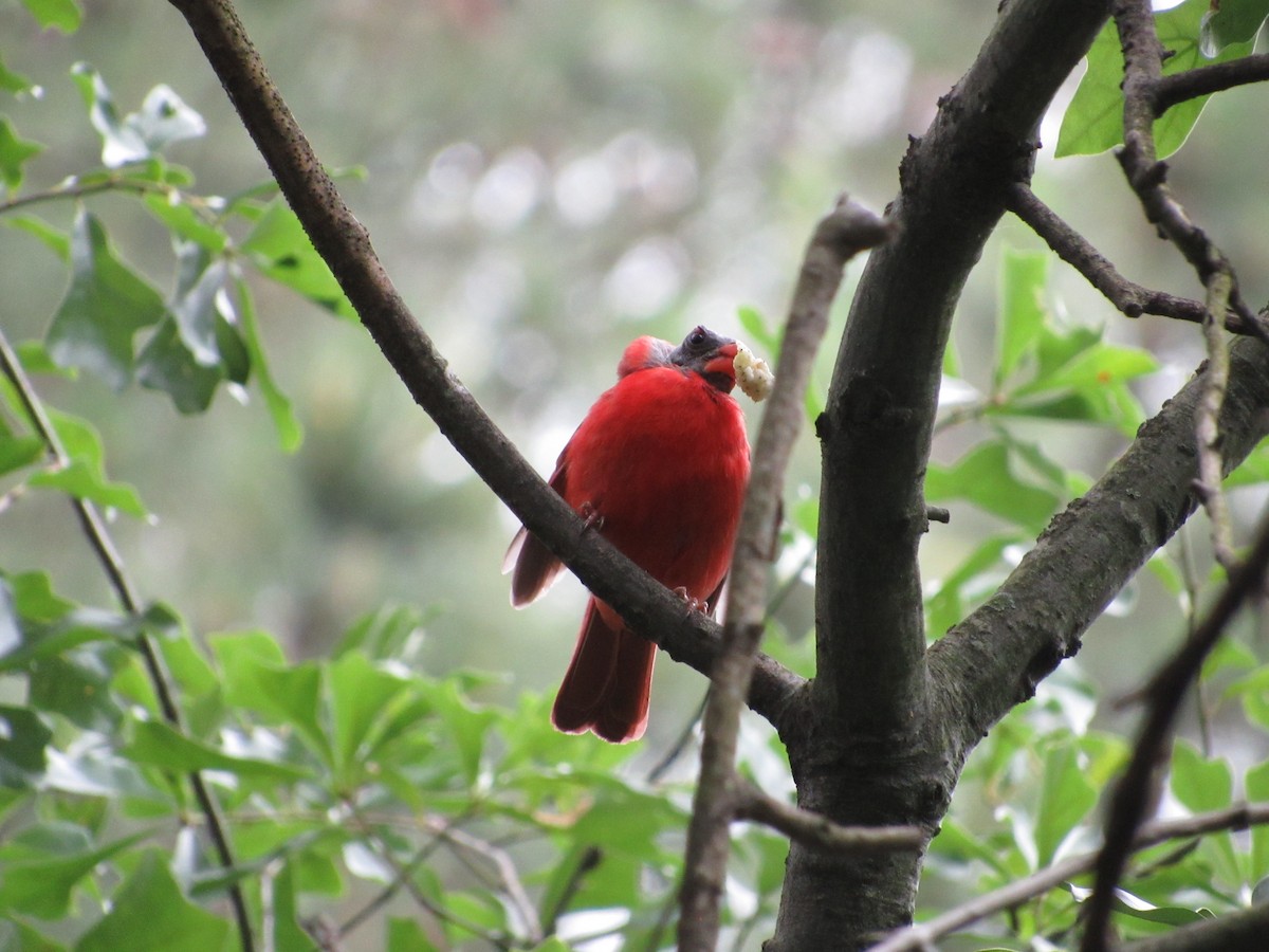 Cardinal rouge - ML619307115