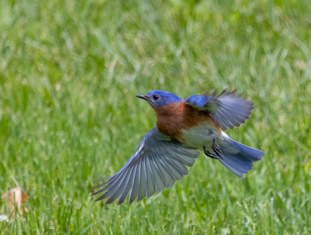 Eastern Bluebird - ML619307126