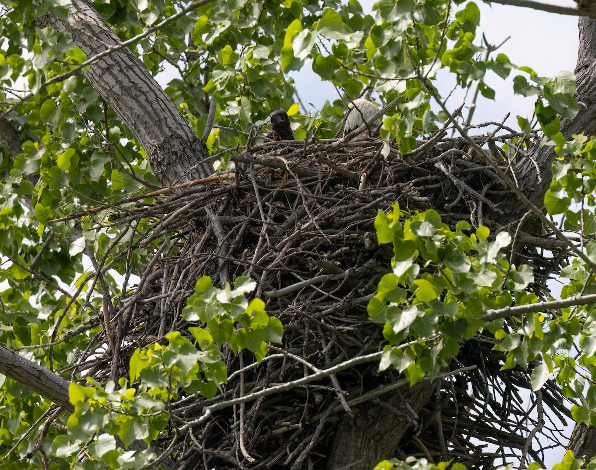 Bald Eagle - Cristina Avila