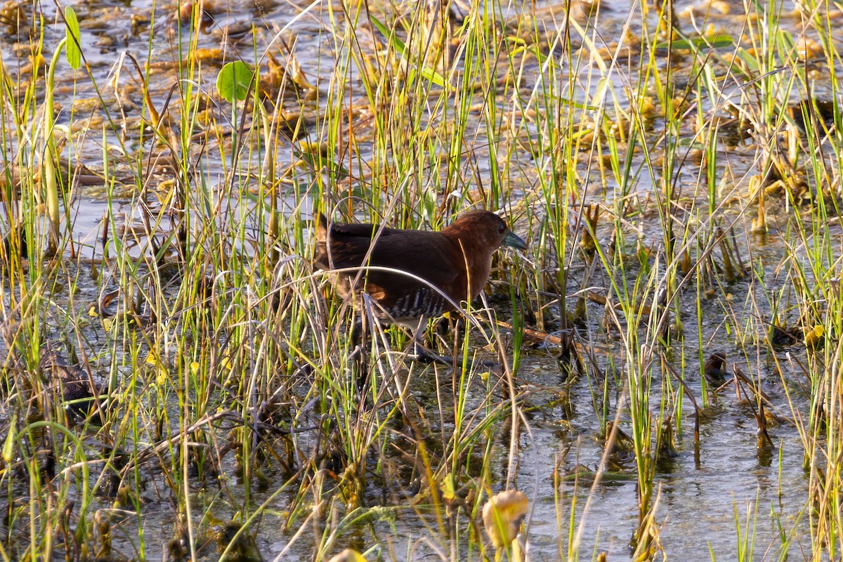 White-throated Crake (Rufous-faced) - ML619307154