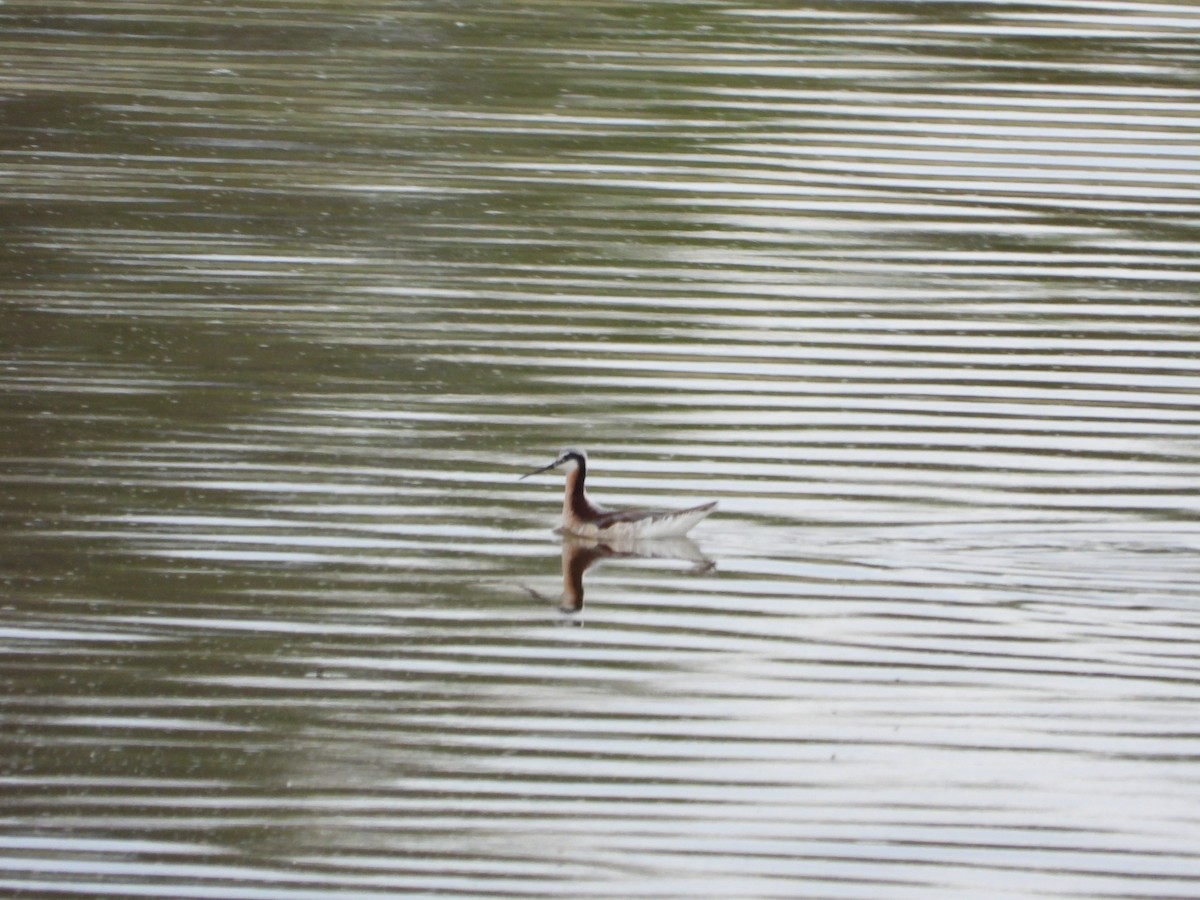 Wilson's Phalarope - Jeff Percell