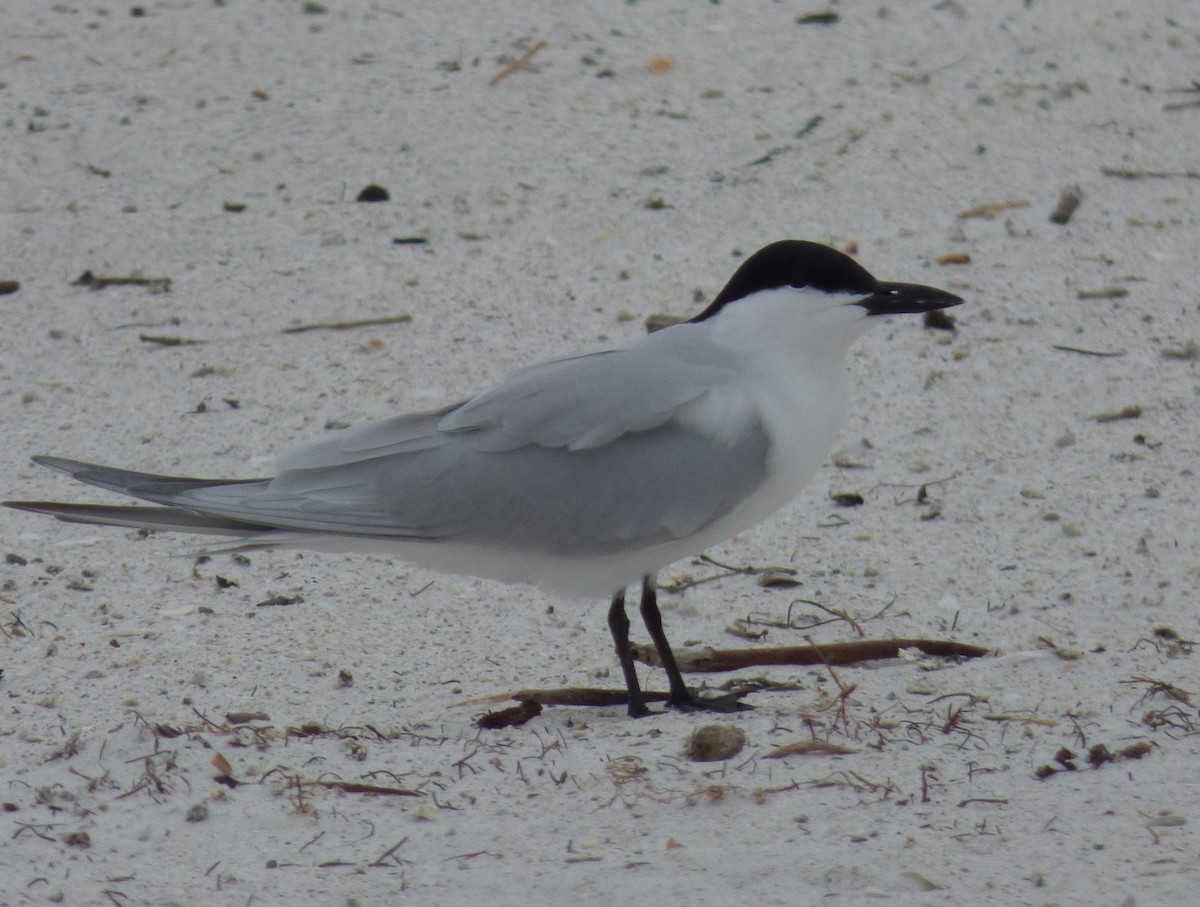 Gull-billed Tern - Elizabeth Forys