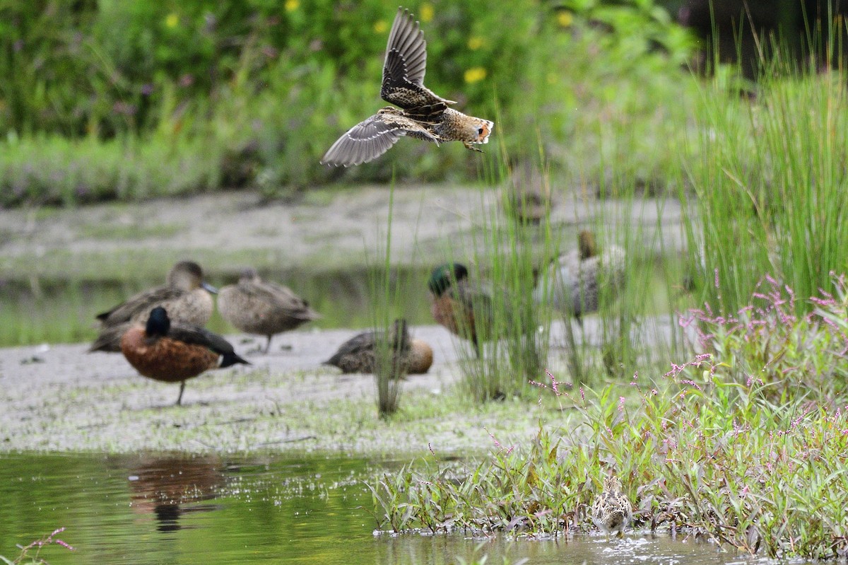 Latham's Snipe - Ken Crawley