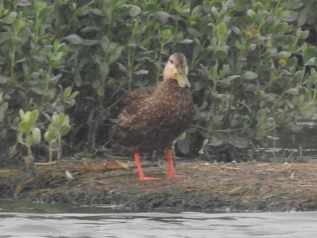 Mottled Duck - ML619307221