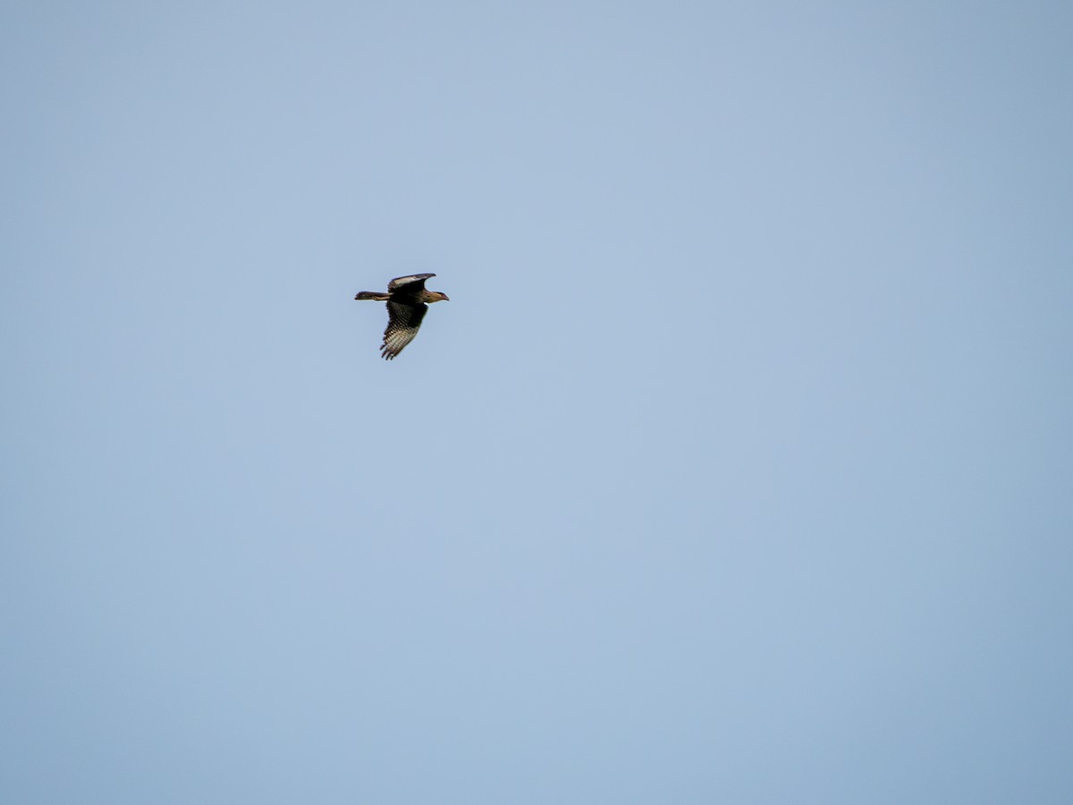 Crested Caracara - Vitor Rolf Laubé