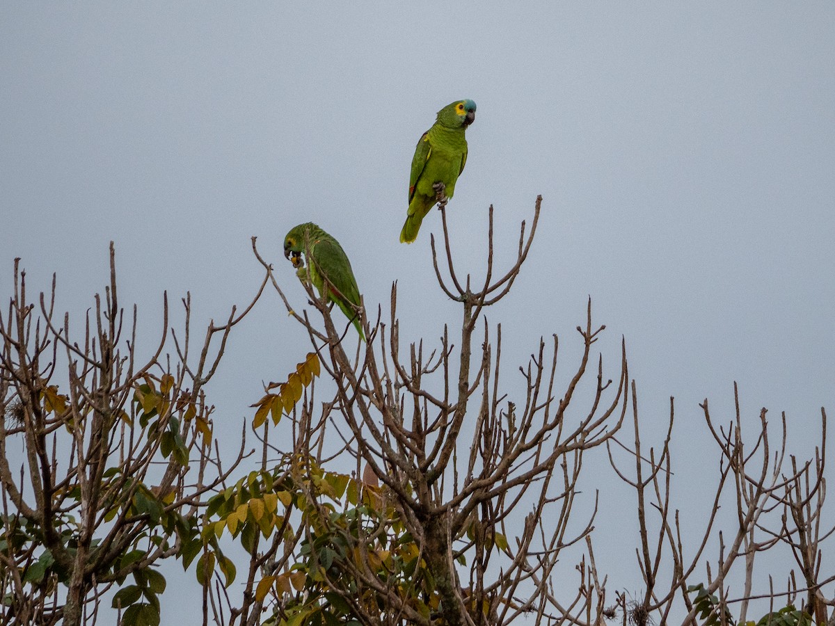 Turquoise-fronted Parrot - Vitor Rolf Laubé