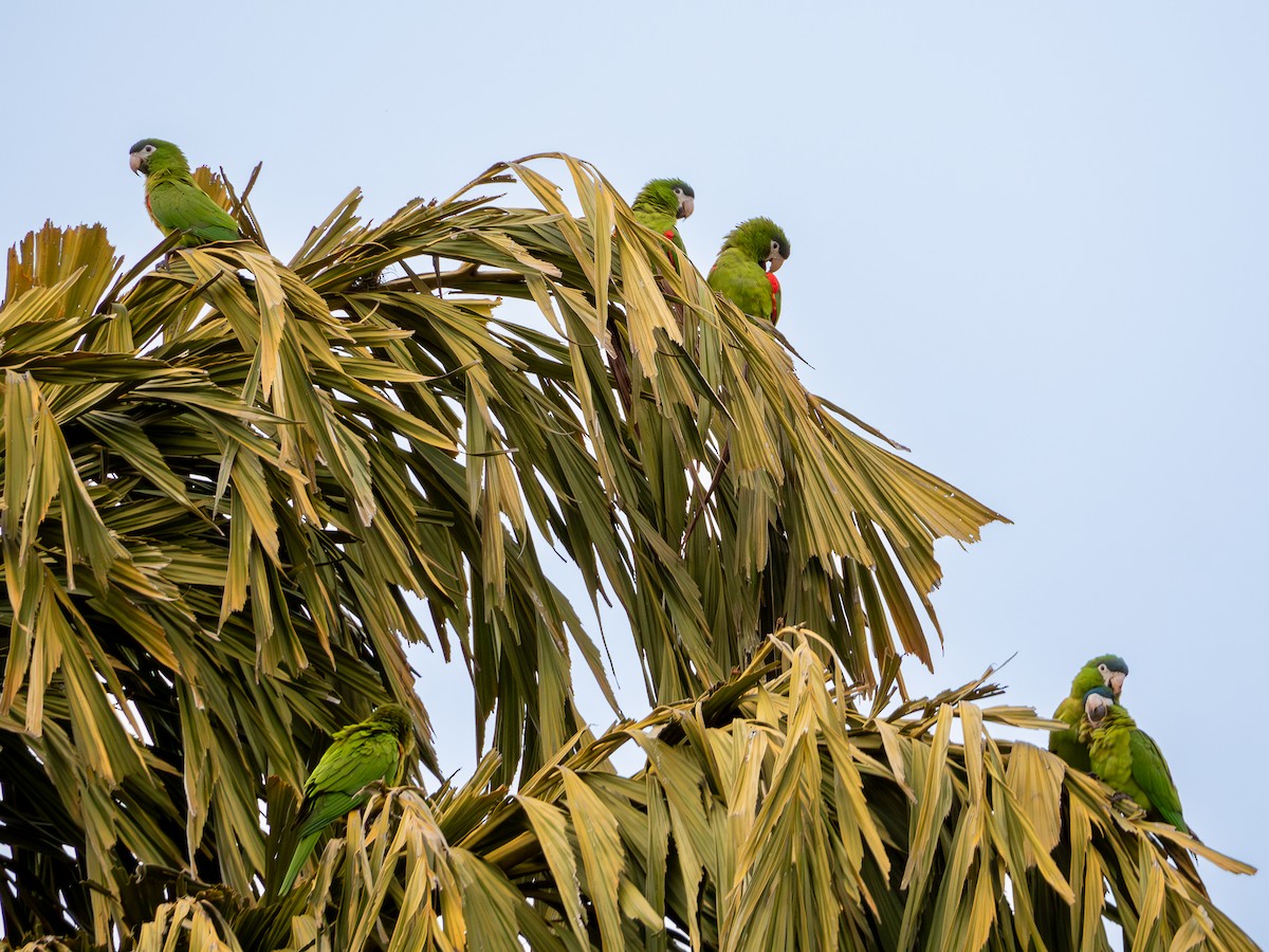 Red-shouldered Macaw - ML619307259