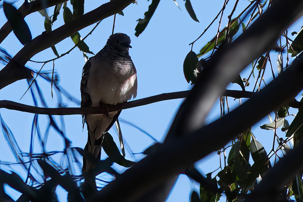 Peaceful Dove - BirdLife Murray Goulburn