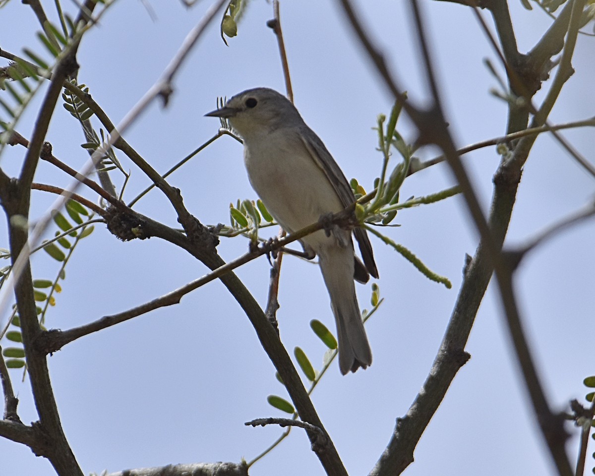 Lucy's Warbler - Brian Hicks