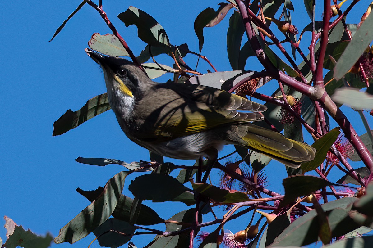 Singing Honeyeater - BirdLife Murray Goulburn