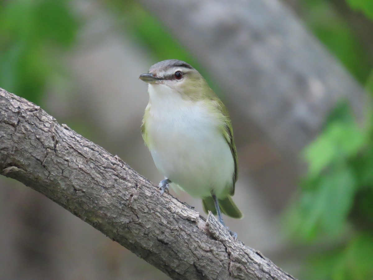 Red-eyed Vireo - Edward Raynor