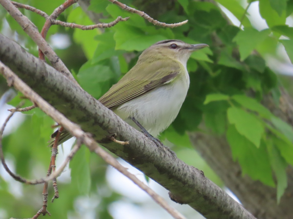 Red-eyed Vireo - Edward Raynor