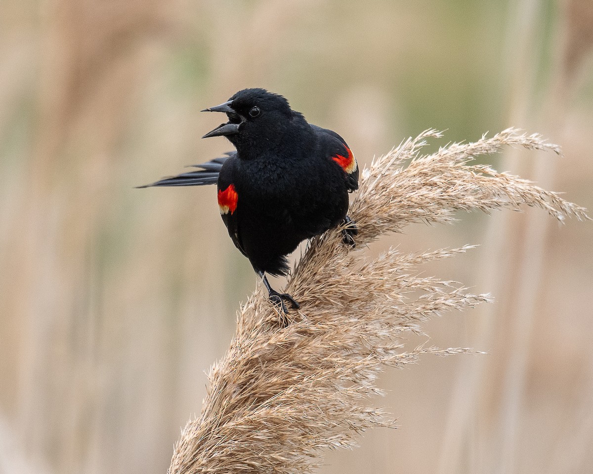 Red-winged Blackbird - Mike Schijf