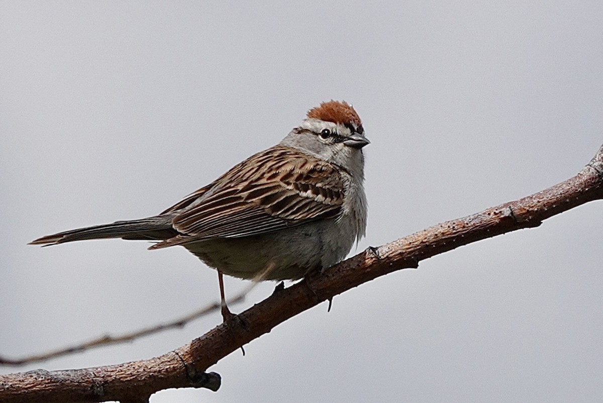 Chipping Sparrow - Huw Williams