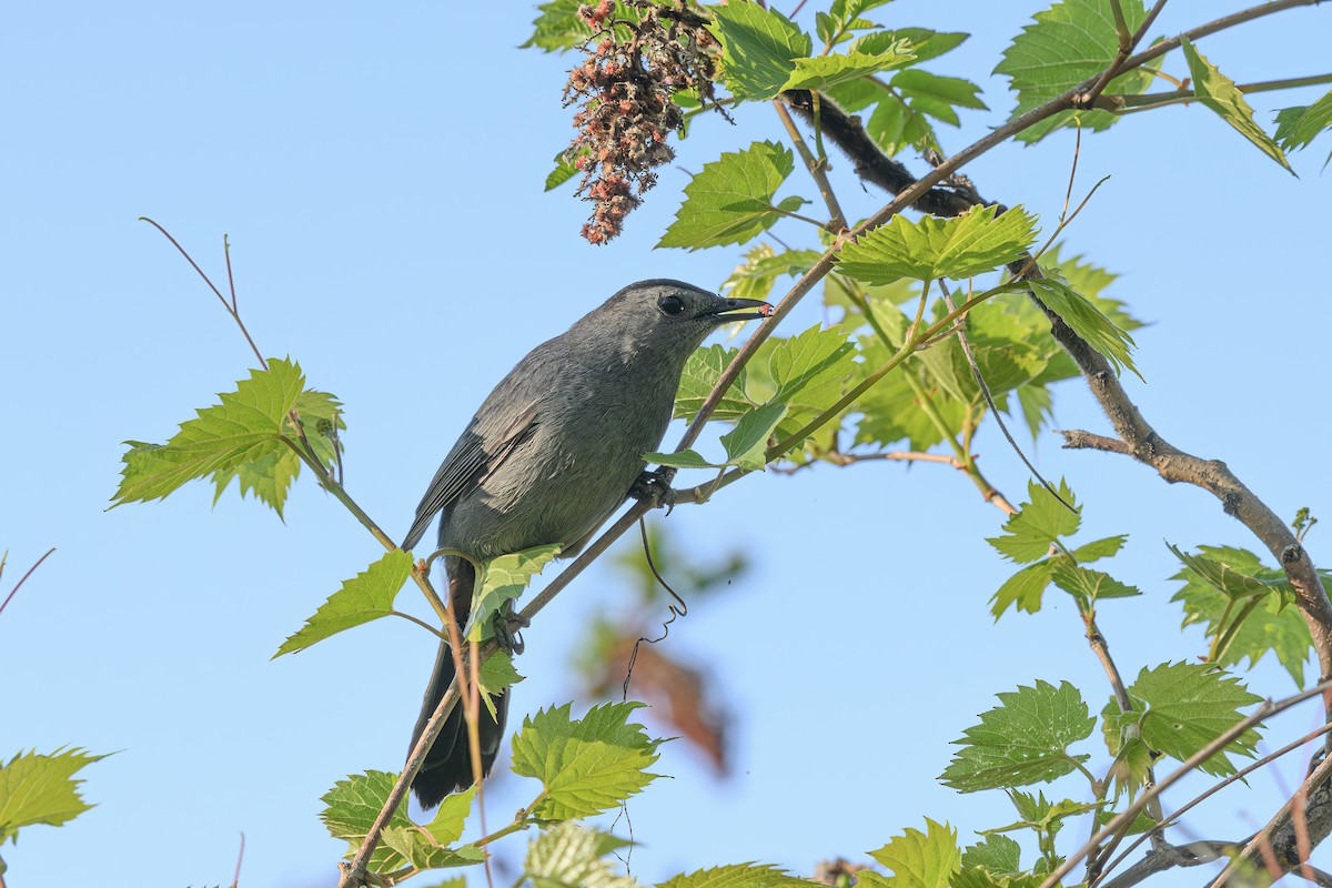 Gray Catbird - Etienne Artigau🦩