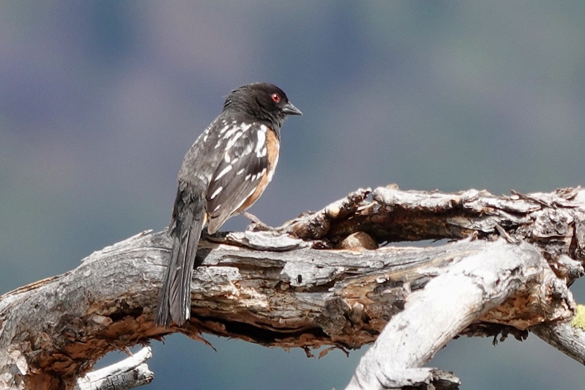 Spotted Towhee - Huw Williams