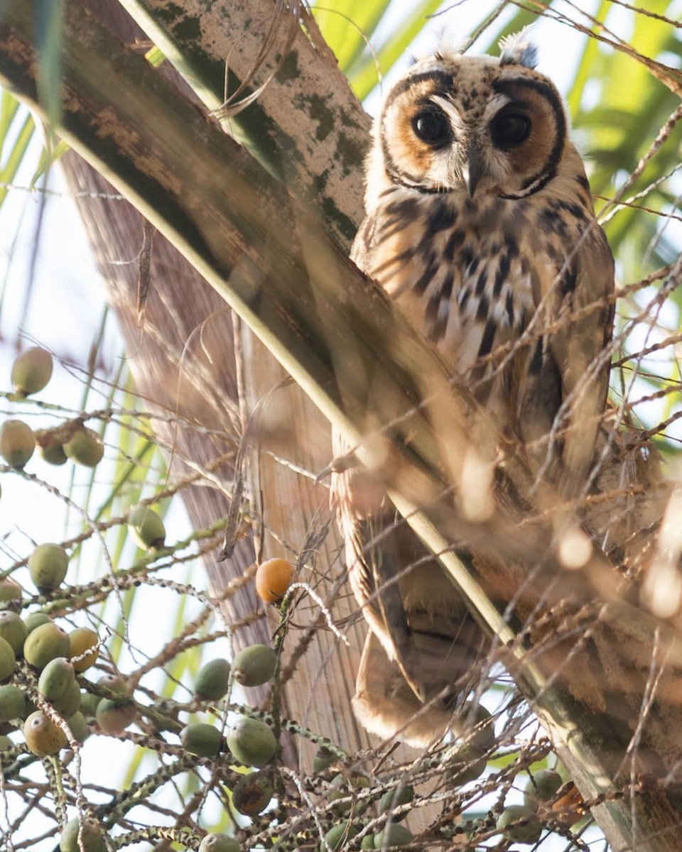 Striped Owl - Felipe Gulin