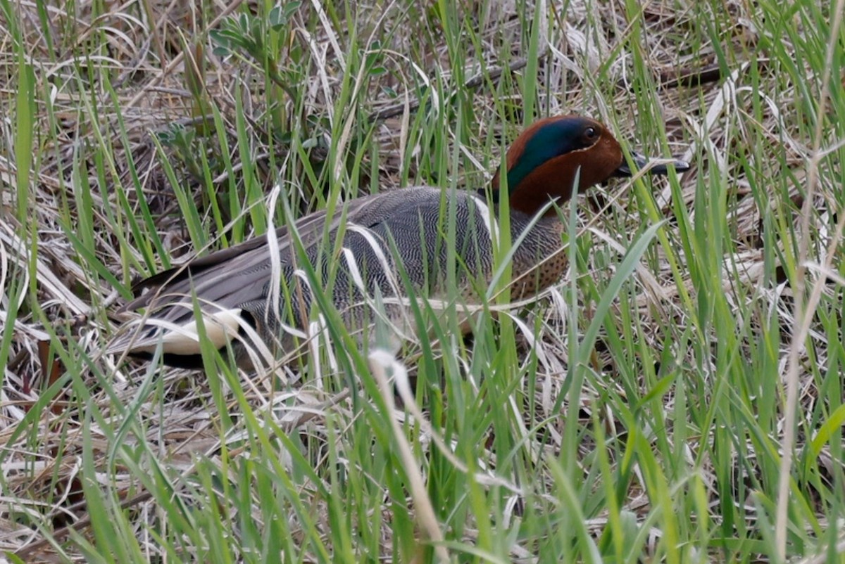 Green-winged Teal - ML619307317