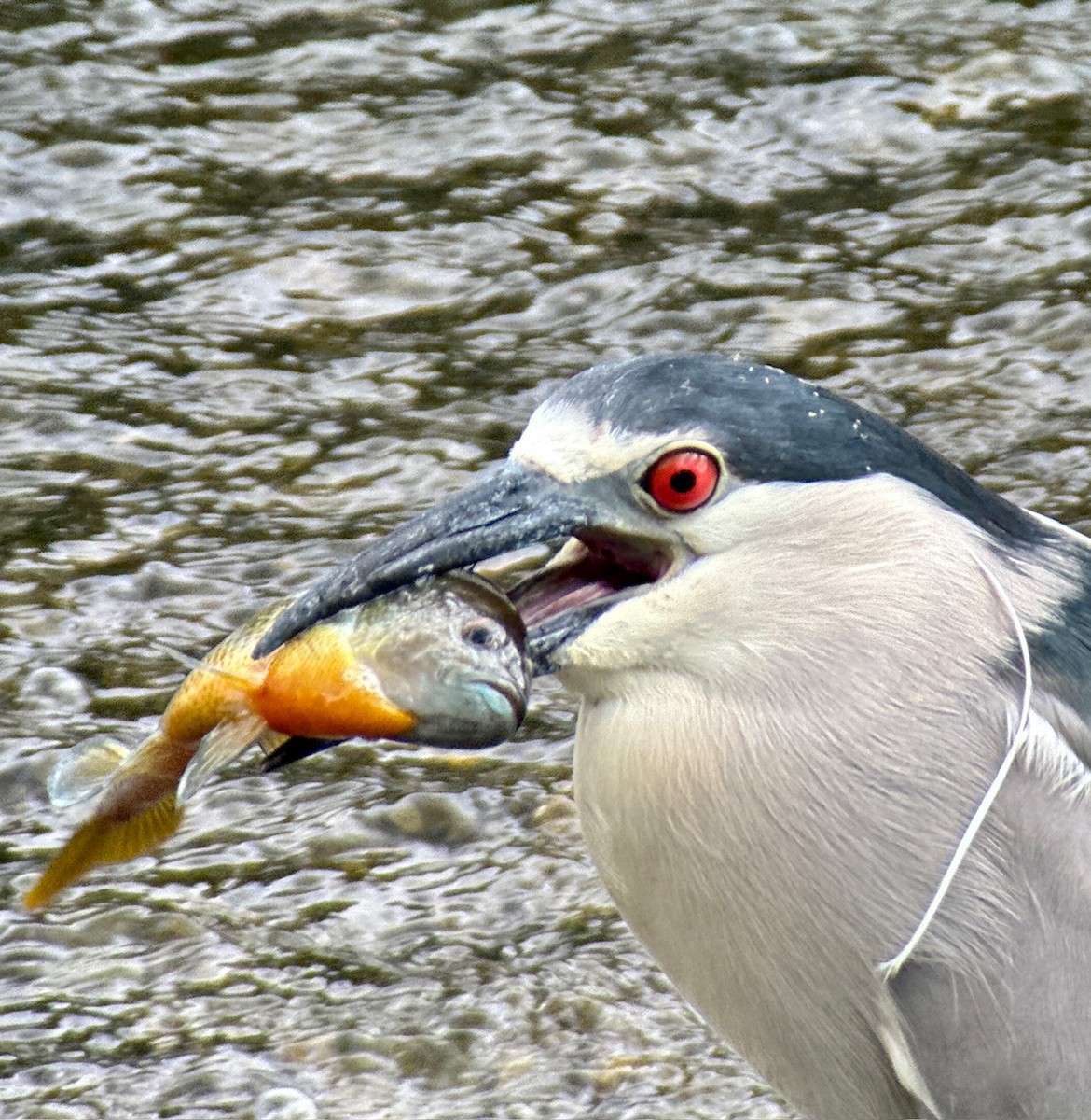 Black-crowned Night Heron - Russell Taylor