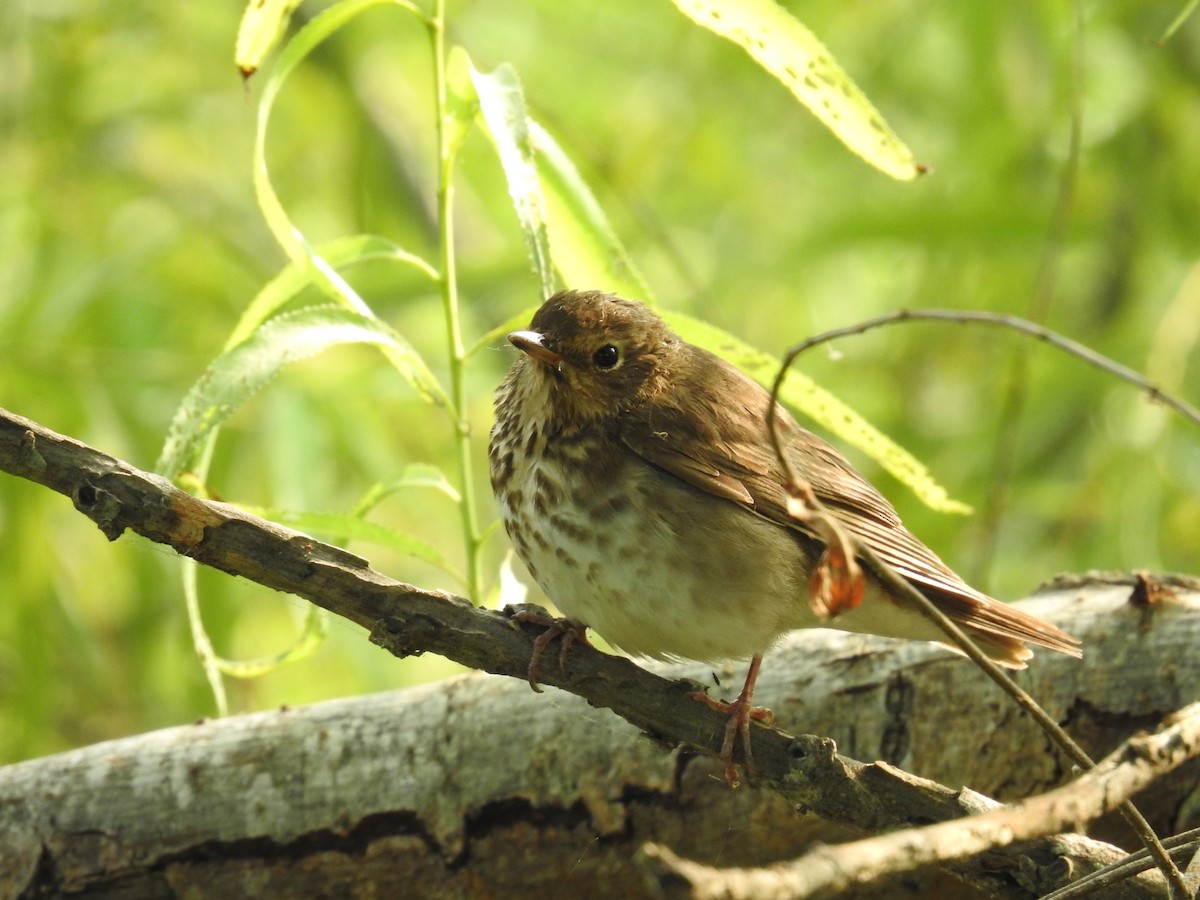 Swainson's Thrush - Wendi Leonard