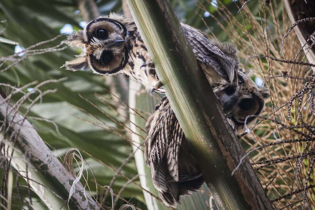 Striped Owl - Felipe Gulin