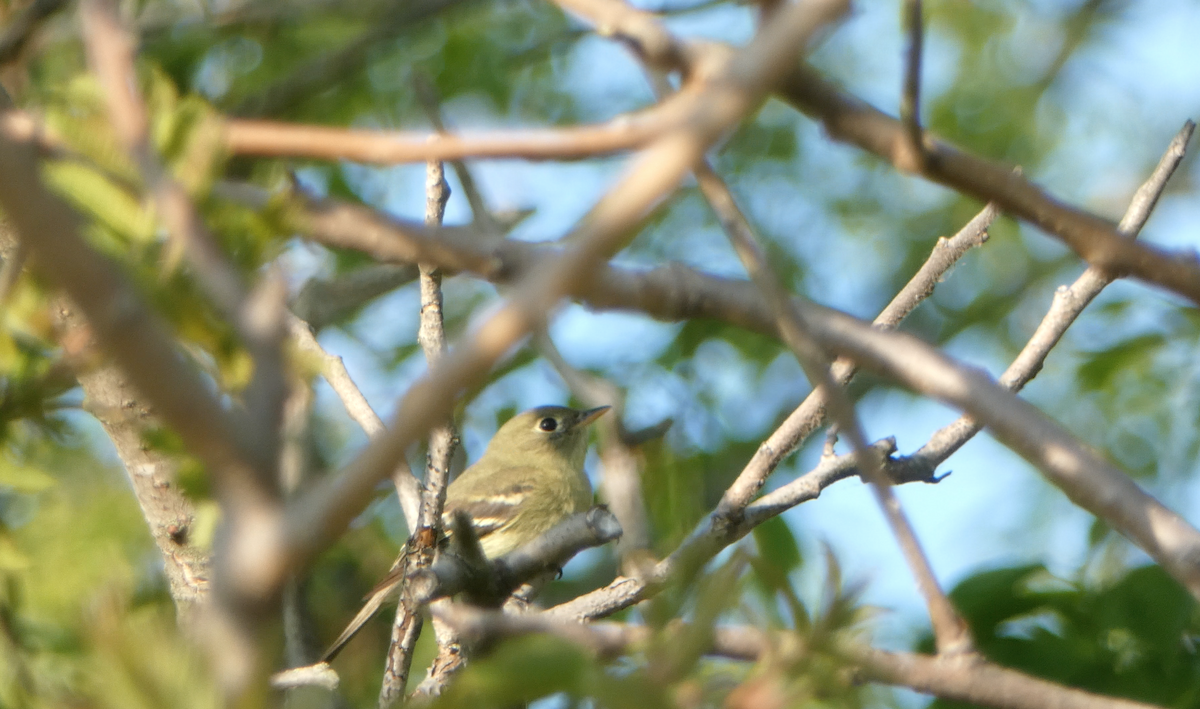 Yellow-bellied Flycatcher - Kevin Hayes