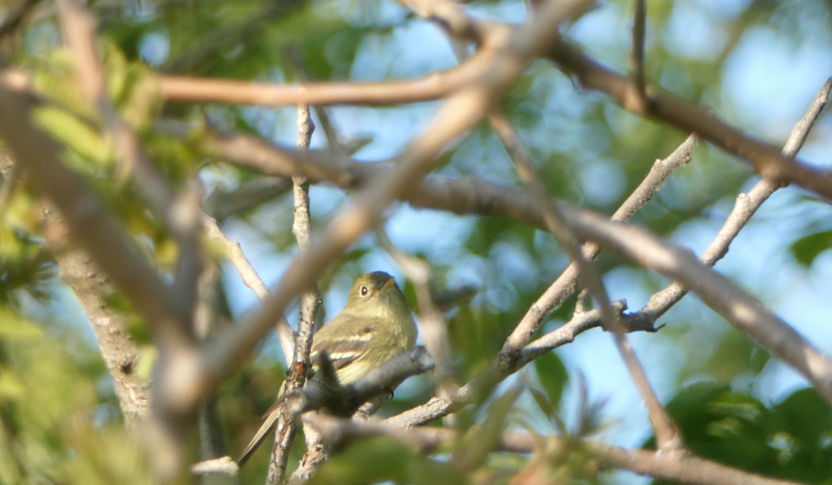 Yellow-bellied Flycatcher - Kevin Hayes
