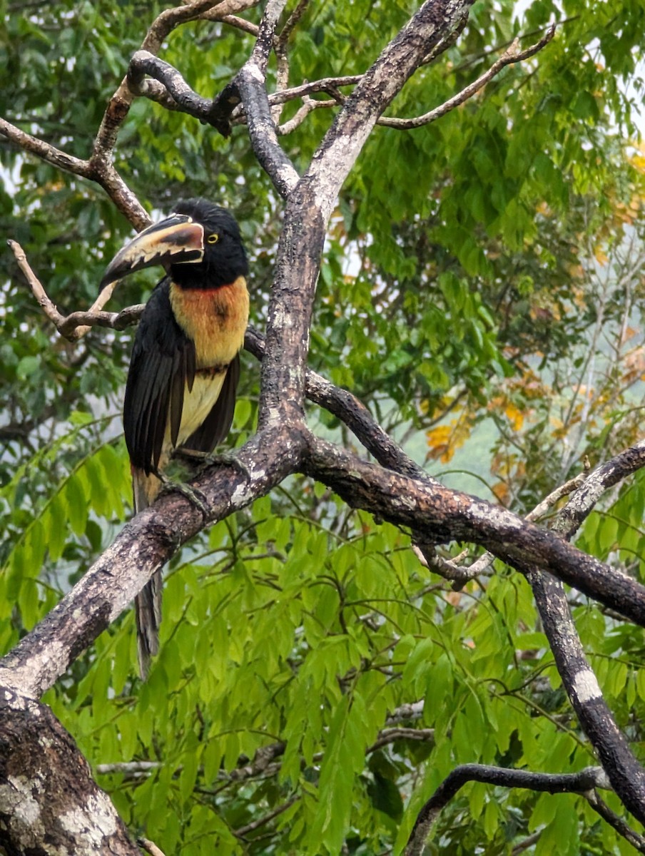 Collared Aracari - Kirsten Patzer