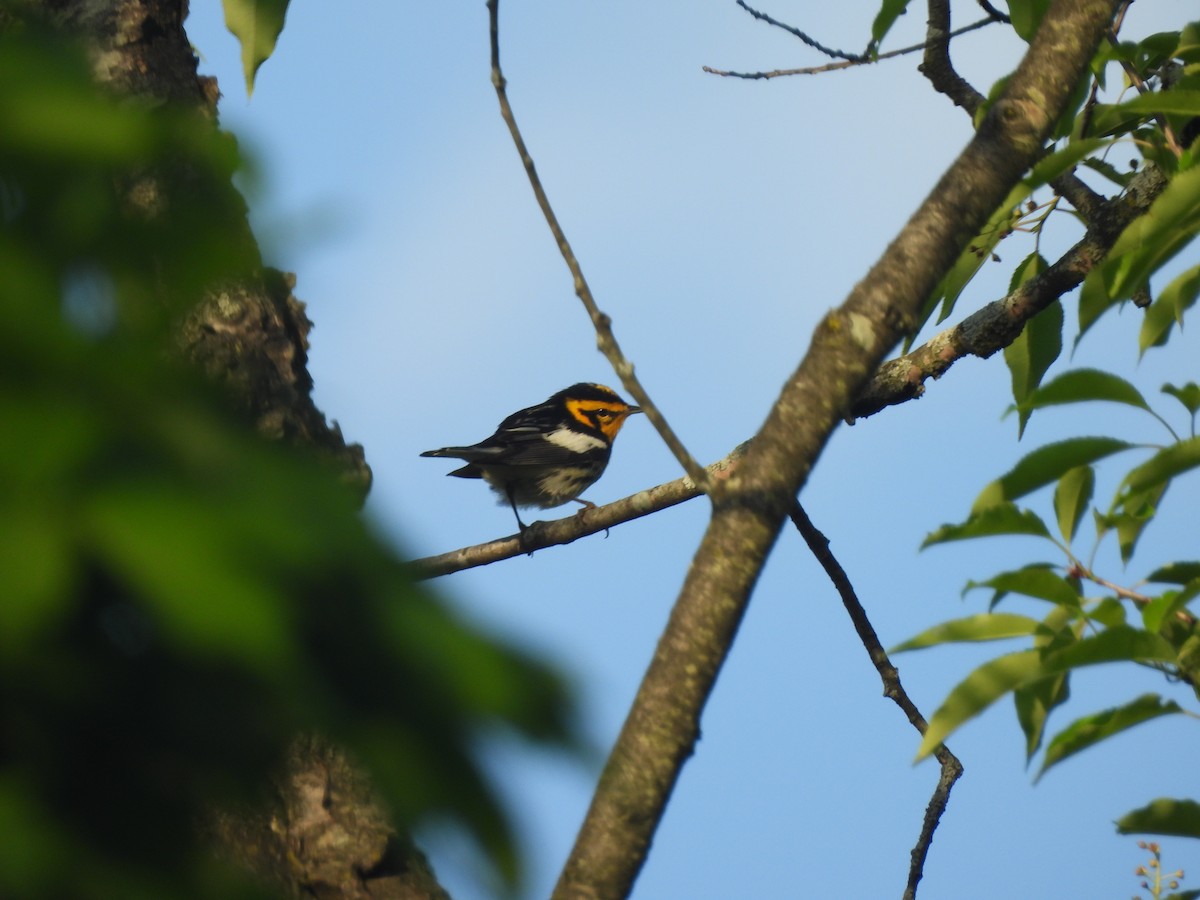 Blackburnian Warbler - Kevork Bardak