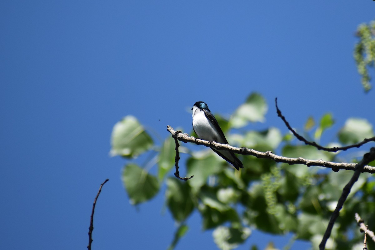 Tree Swallow - Mike DellaLucia