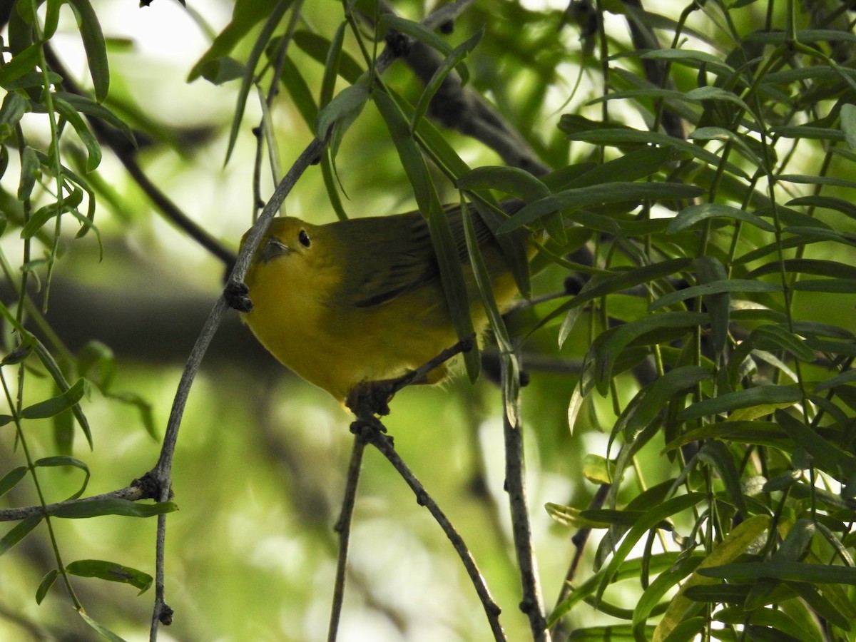 Yellow Warbler - Wendi Leonard