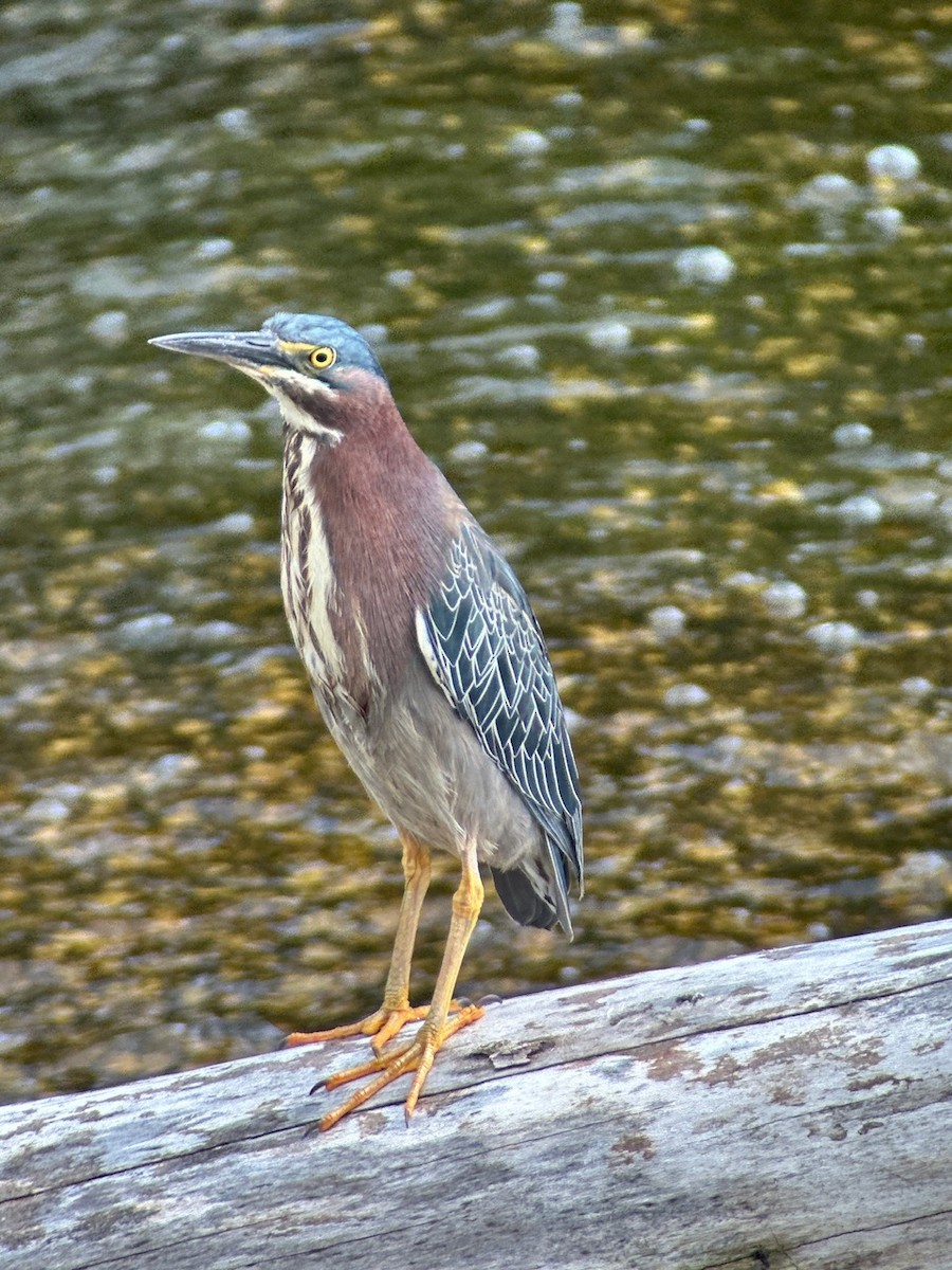 Green Heron - Russell Taylor