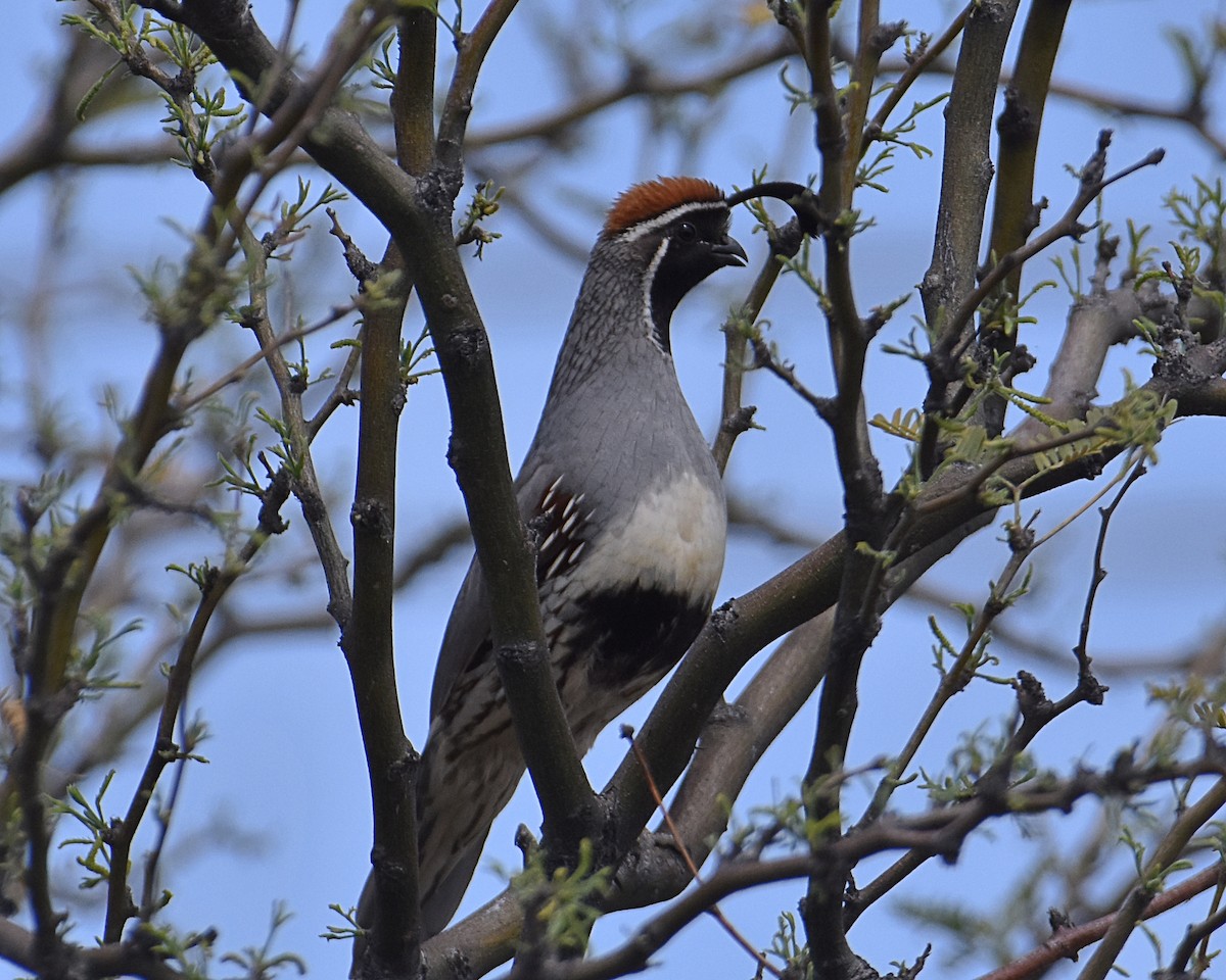 Gambel's Quail - Brian Hicks