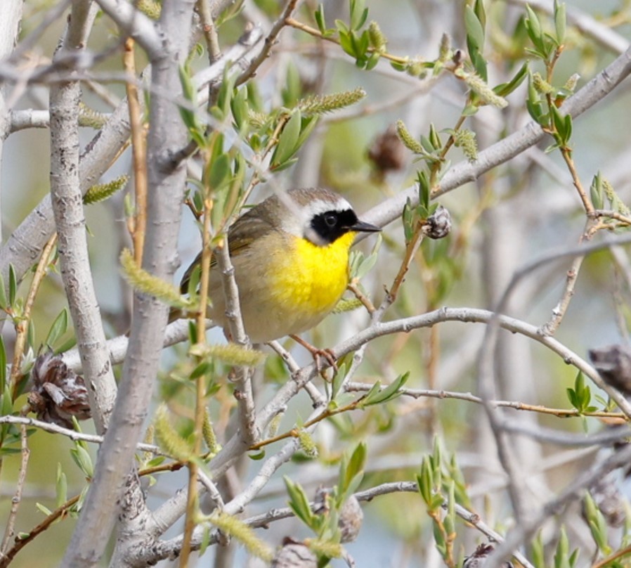 Common Yellowthroat - Jennyq Fu
