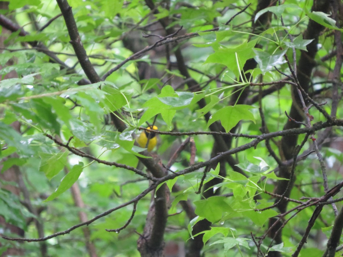 Hooded Warbler - ML619307423