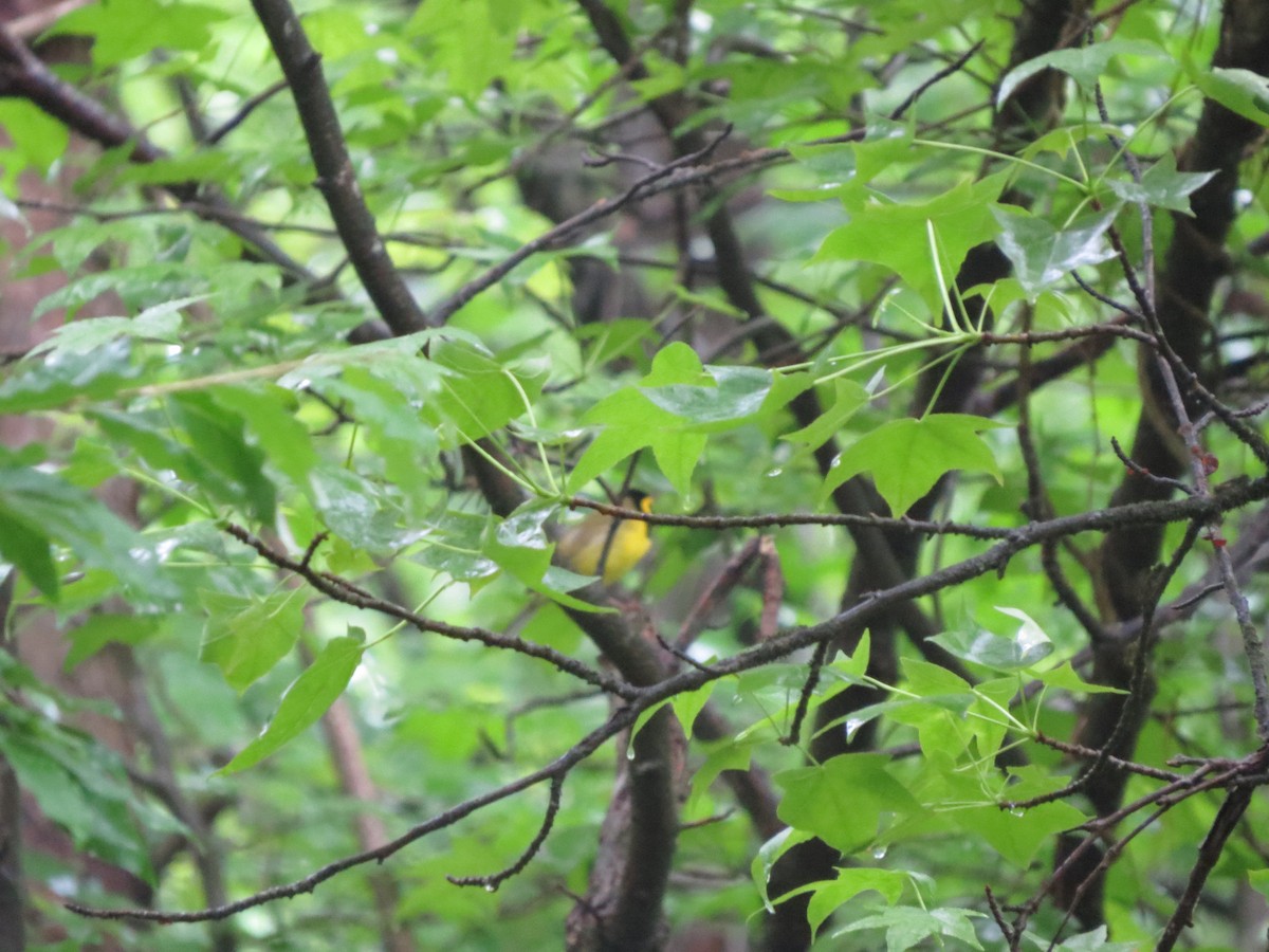 Hooded Warbler - Joshua Johnson