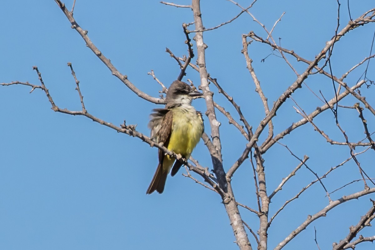 Thick-billed Kingbird - Jodi Boe