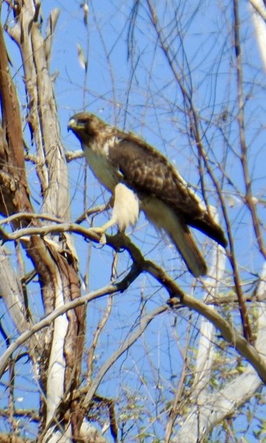 Red-tailed Hawk - Brian Ison