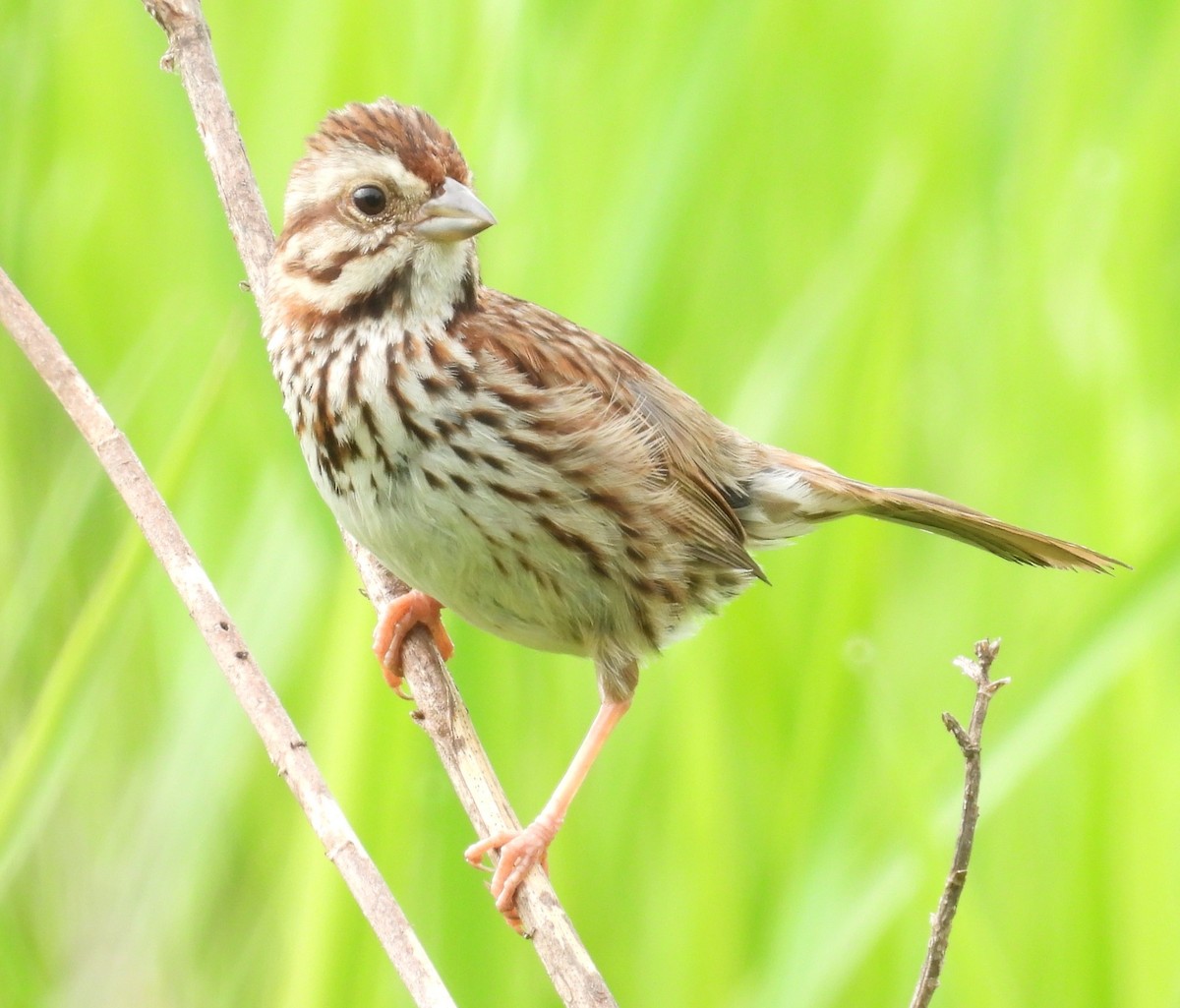 Song Sparrow - Debbie Segal