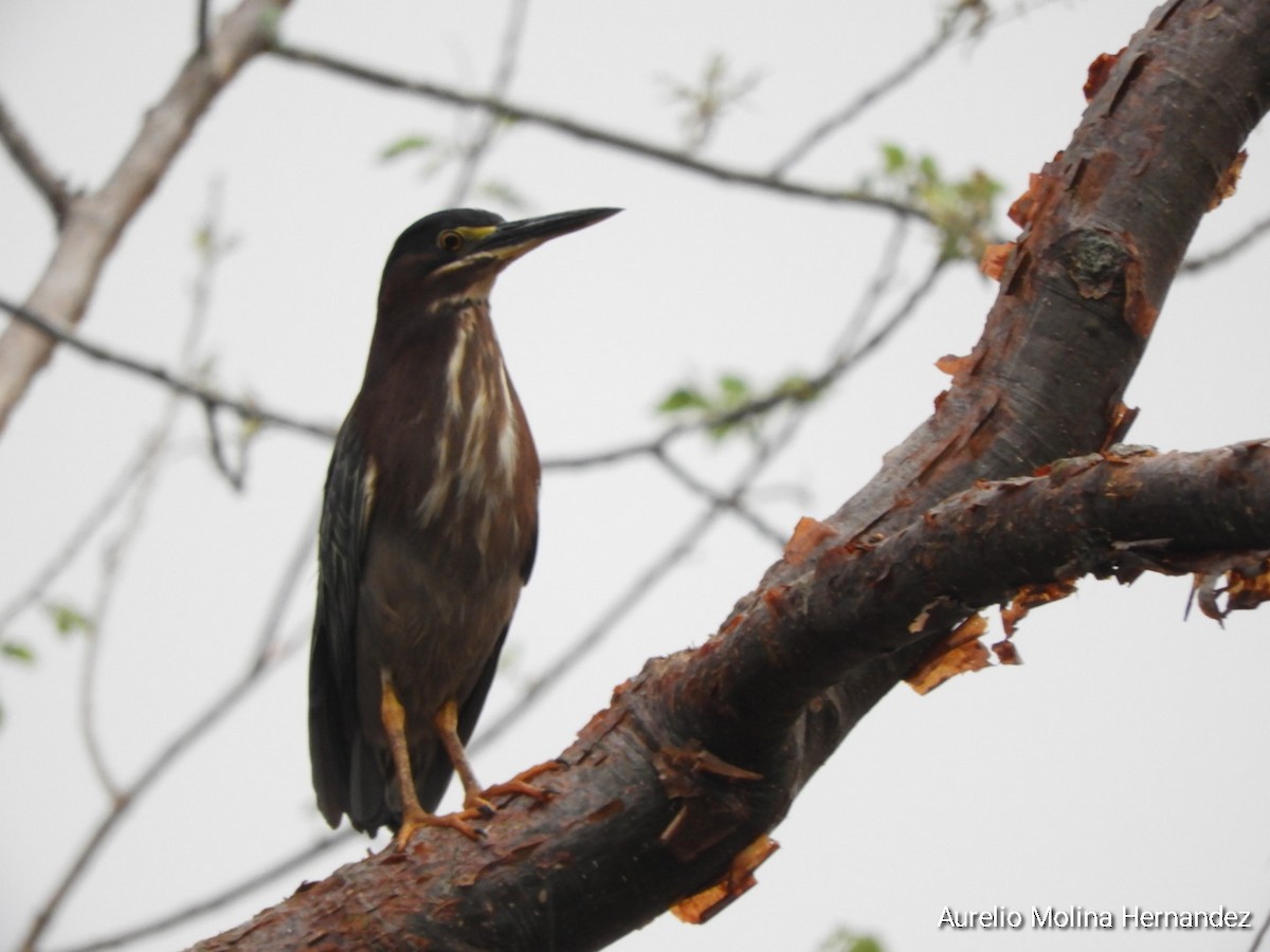 Green Heron - Aurelio Molina Hernández