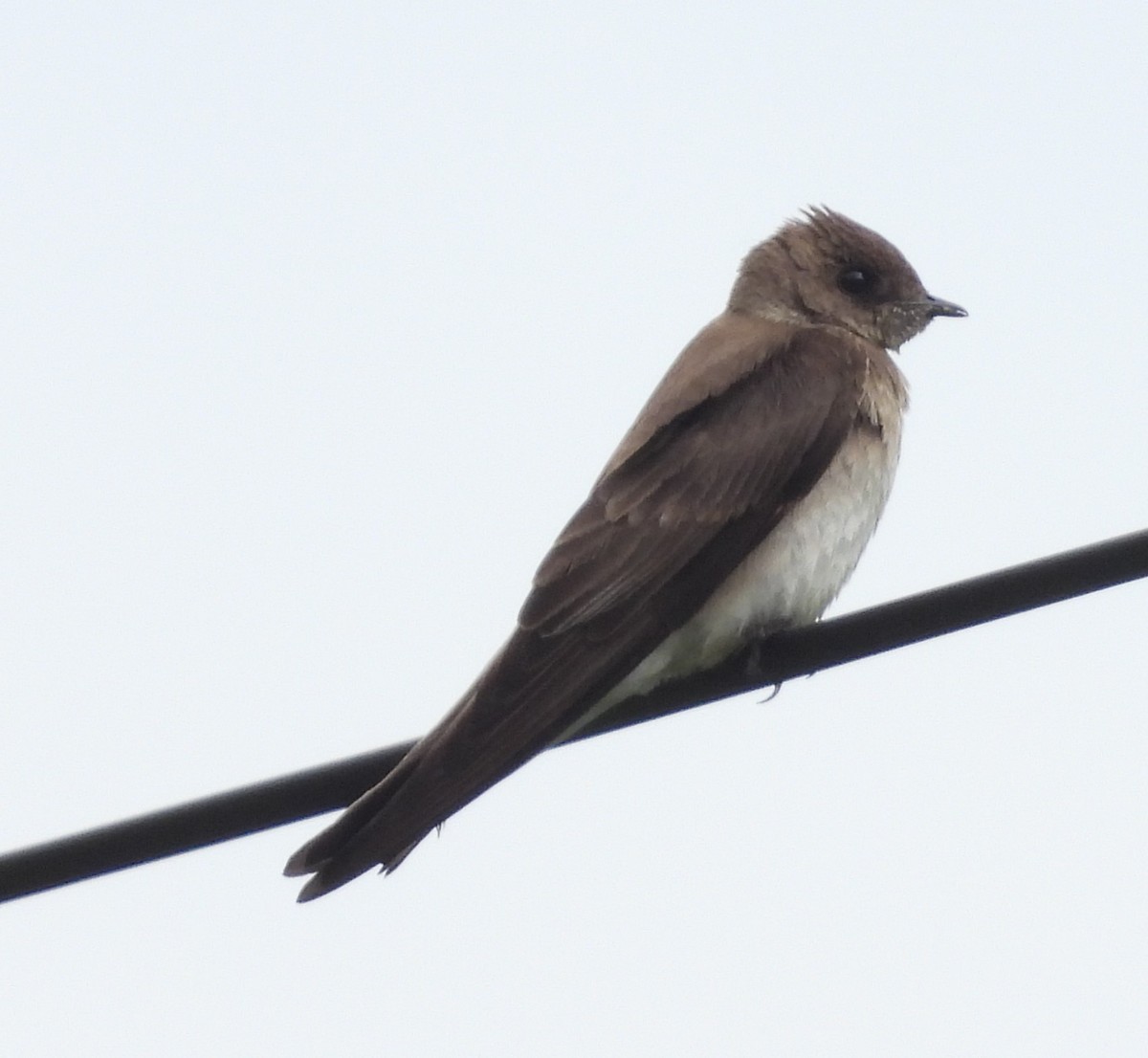 Northern Rough-winged Swallow - Debbie Segal