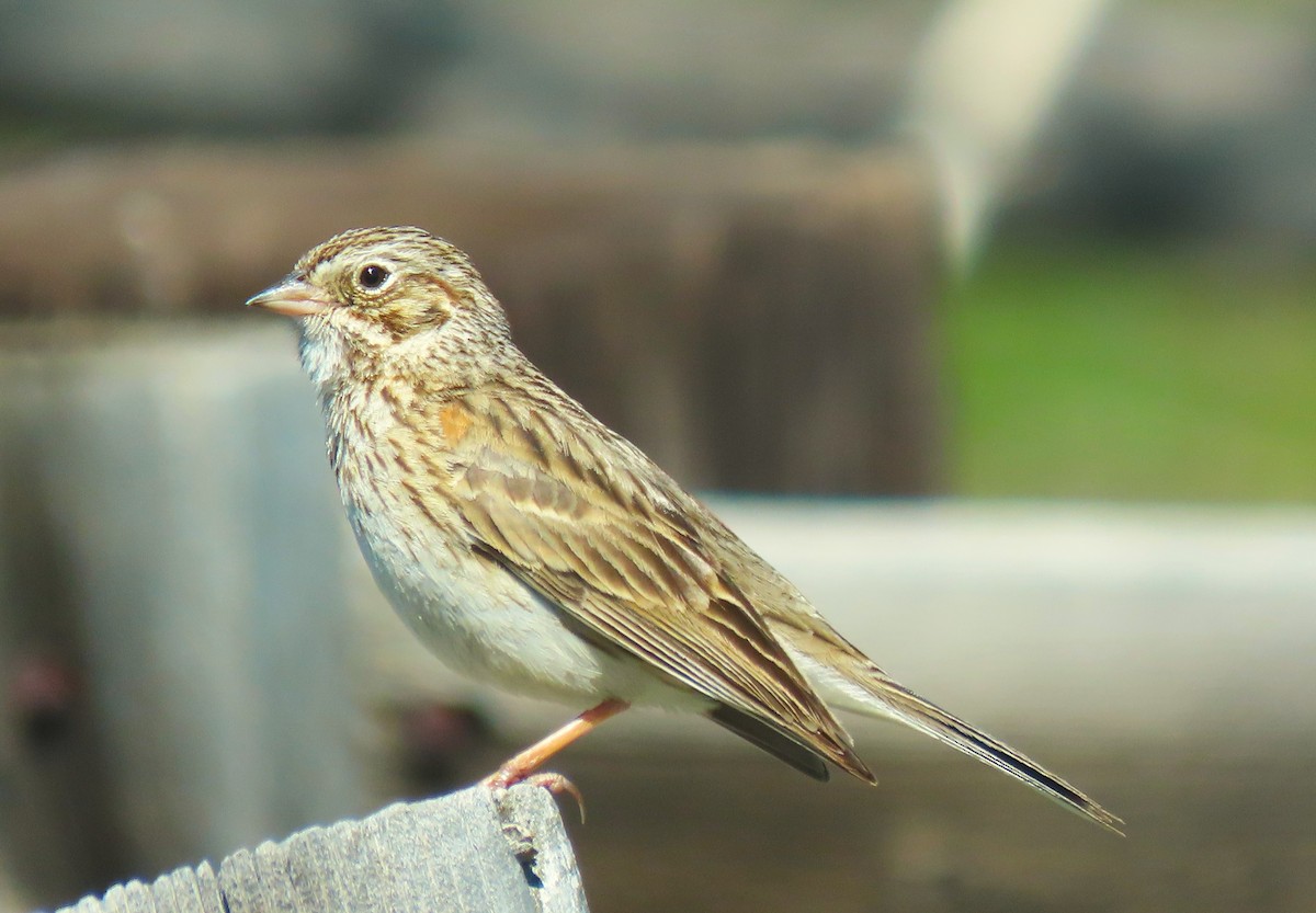 Vesper Sparrow - Larry Urbanski
