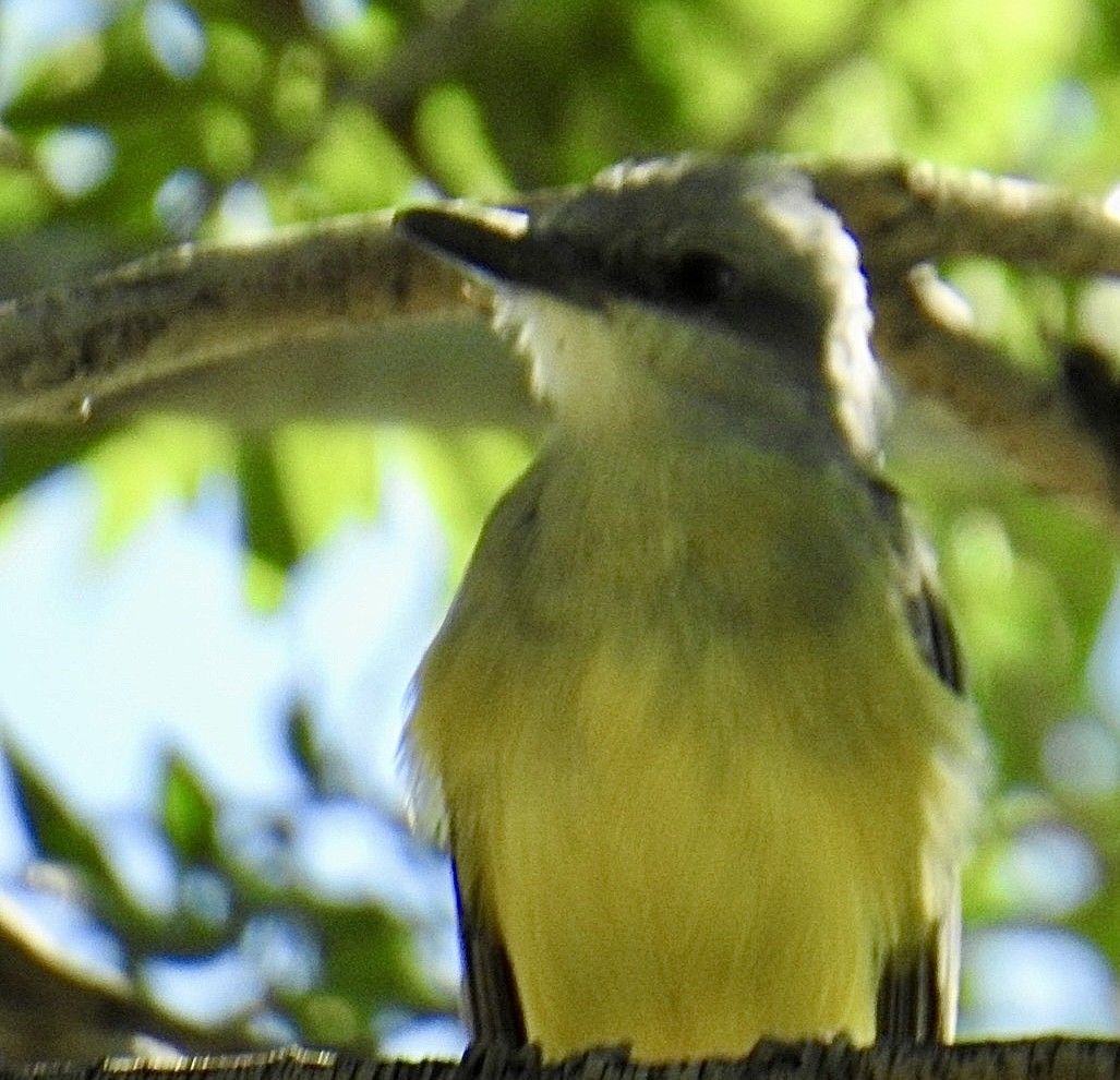 Tropical Kingbird - Brian Ison