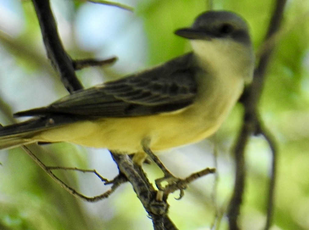 Tropical Kingbird - Brian Ison