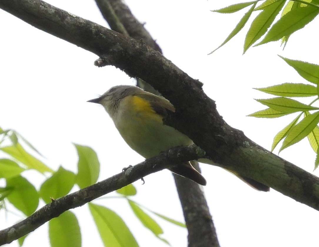 American Redstart - Debbie Segal